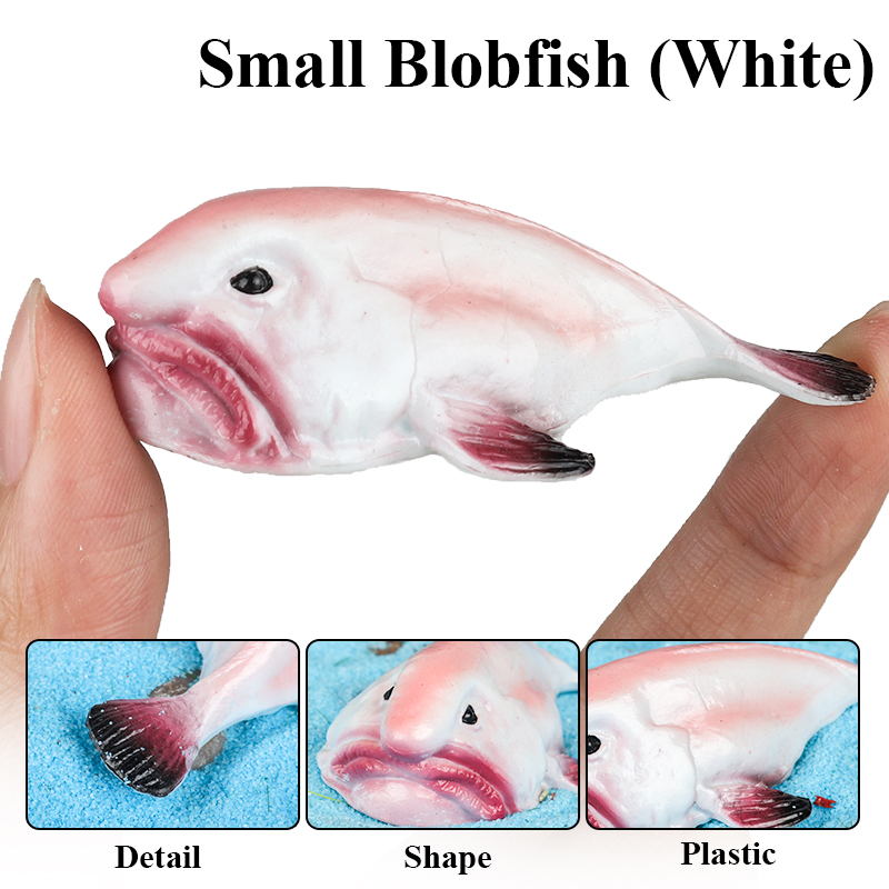 Oenux Australia Ikan Laut Dala - Kids Education In Australia ulasan dan harga